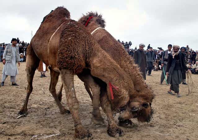 Camels fight in Mazar-i-Sharif, north of Kabul, Afghanistan. Camel fighting is popular in the north of the country. (Photo by Mustafa Najafizada/Associated Press)