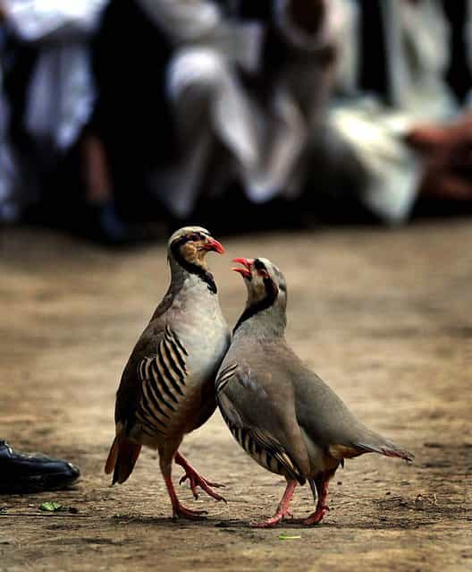 Partridges fight at a park in Kabul. Partridge-fighting, a popular game amongst Afghans which was banned during the Taliban together with other sports such as dog fighting, is enjoying a resurgence among the population. (Photo by Yuri Cortez/AFP Photo)