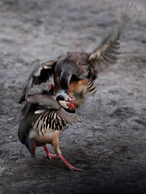 Specially bred fighting partridges face off in the early morning at the Central Park in Kabul. (Photo by Yuri Cortez/AFP Photo)