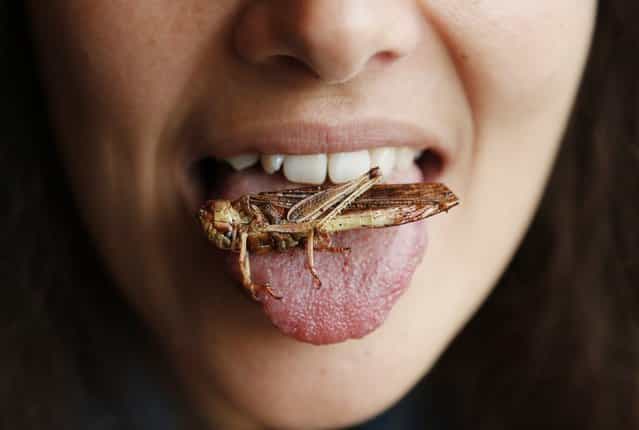 A woman poses with a locust on her tongue at a discovery lunch in Brussels September 20, 2012. Organisers of the event, which included cookery classes, want to draw attention to insects as a source of nutrition. (Photo by Francois Lenoir/Reuters)