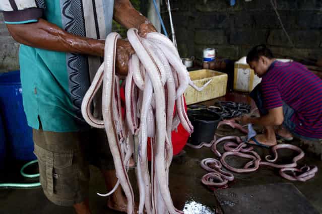 A worker holds cobra meat after the snakes have been stripped of their skins, at a Chinese restaurant in the ancient city of Yogyakarta April 1, 2011. Snake hunters catch about 1,000 cobras from Yogyakarta, Central Java and East Java provinces each week to harvest their meat for burgers, priced at 10,000 rupiah ($1.15) each, as well as satay and other dishes. Some customers said they believe cobra meat can cure skin diseases and asthma, and increase sexual virility. (Photo by Dwi Oblo/Reuters)