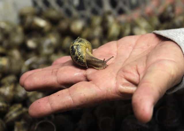 A vendor holds a snail for sale in his palm at the San Juan food market in Mexico City June 19, 2013. (Photo by Henry Romero/Reuters)