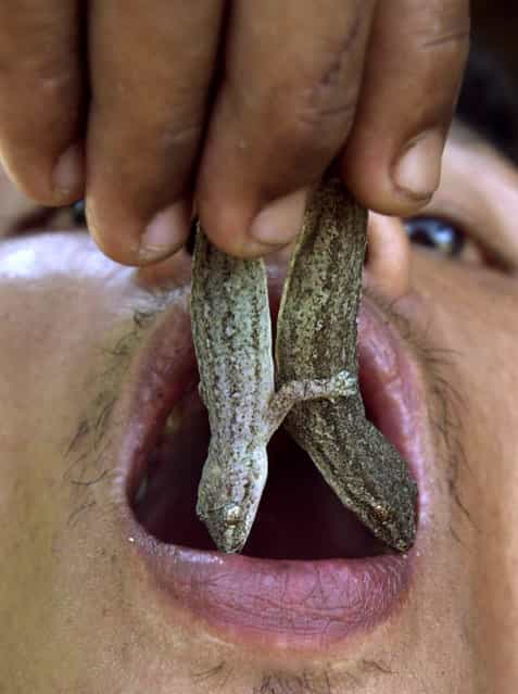 Thai farm employee Somsak Inta, 36, puts two house lizards in his mouth prior to eating them in Nakorn Nayok province, 60 kilometers away from Bangkok April 9, 2008. Somsak started eating lizards when was 16 as a means to treat health problems, which he claims could not be cured by modern medicine. He has since been eating lizards for over 20 years, believing, among other things, it increases his sex drive. (Photo by Reuters)