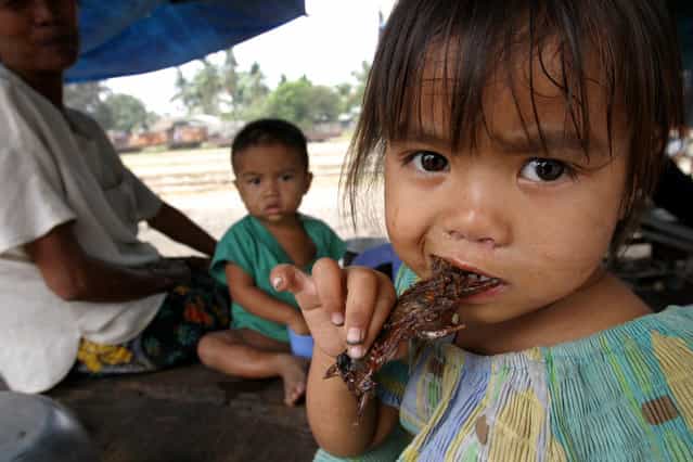 San Smey, 4, eats a piece of roasted rat in the provincial town of Battambang, 290 km (181 miles) northwest of the capital Phnom Penh February 19, 2004. Meat-eaters were forced to shy away from chicken because of the deadly bird flu virus that was rampant across Asia. (Photo by Chor Sokunthea/Reuters)