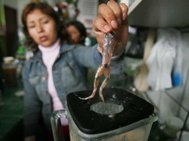 Ms Bertha Piranes drops a skinned frog into a blender to make a drink at a market in San Juan de Lurigancho, Lima, on Aug 16, 2006. The drink, popular with working-class Peruvians, is believed to cure illnesses ranging from fatigue to sexual impotency. (Photo by Reuters)