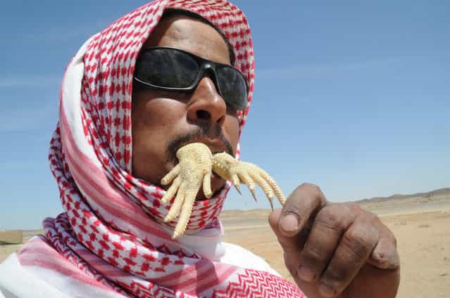 A man eats a part of an Uromastyx lizard, also known as a dabb lizard, in a desert near Tabuk April 19, 2013. (Photo by Mohamed Al Hwaity/Reuters)