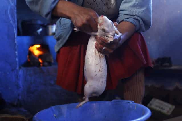 Octavia Ccahuata prepares a guinea pig for cooking in her kitchen, which is fitted with cooking equipment that save energy and reduce smoke emission as part of the [Hot Clean House] ecology project in the Andean town of Langui in Cuzco March 9, 2012. The Pontifical Catholic University of Peru (PUCP) developed the [Hot Clean House] project, which uses solar power to warm houses and energy-saving technologies for cooking to counter extreme cold weather in the highlands. These technologies have been implemented in communities in the highlands of Cuzco. (Photo by Mariana Bazo/Reuters)