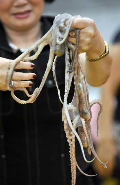 A South Korean woman holds up live octopus during an event to promote a local food festival in Seoul on September 12, 2013. (Photo by Jung Yeon-Je/AFP Photo)