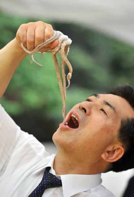A South Korean man eats a live octopus during an event to promote a local food festival in Seoul on September 12, 2013. (Photo by Jung Yeon-Je/AFP Photo)