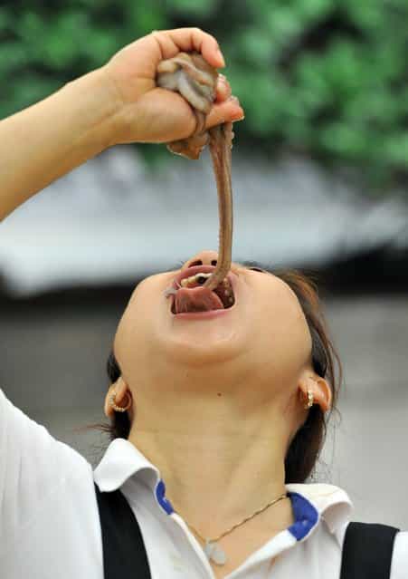 A South Korean woman eats a live octopus during an event to promote a local food festival in Seoul on September 12, 2013. (Photo by Jung Yeon-Je/AFP Photo)