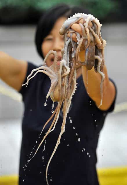 A South Korean woman hold up live octopus during an event to promote a local food festival in Seoul on September 12, 2013. South Korea's Supreme Court upheld on September 12 the acquittal of a 32-year-old man sentenced to life imprisonment for murdering his girlfriend who he claimed choked to death on a live octopus. (Photo by Jung Yeon-Je/AFP Photo)