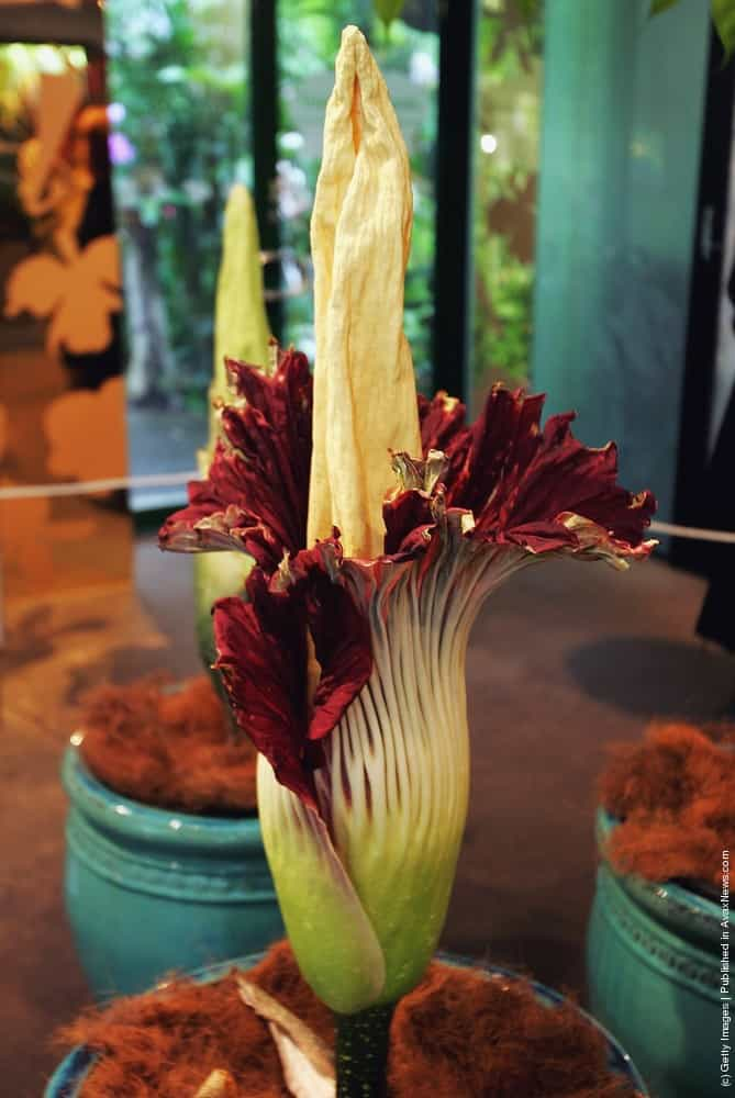 Biggest Flower In The World The Titan Arum Or Amorphophallus Titanum