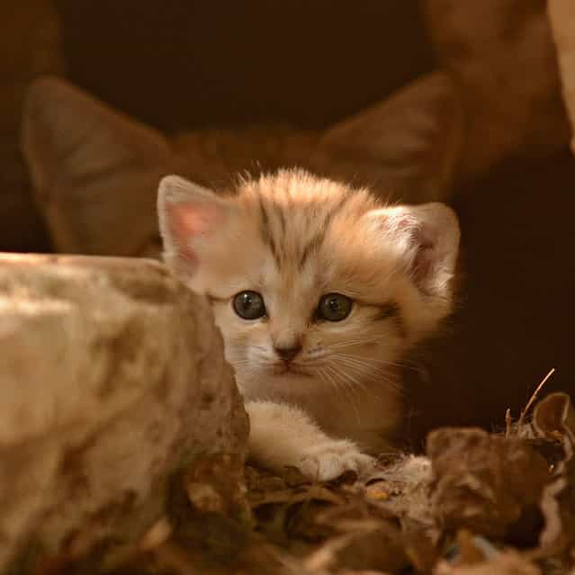 Rare Sand Kittens in Park [Safari]