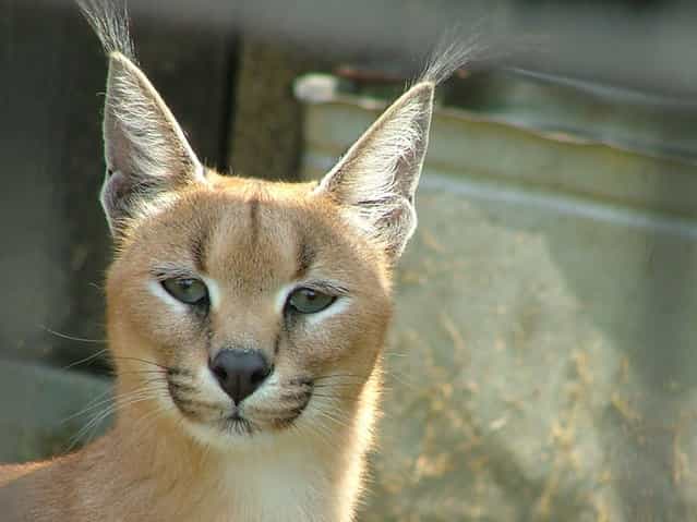 Сaracal - Desert Lynx
