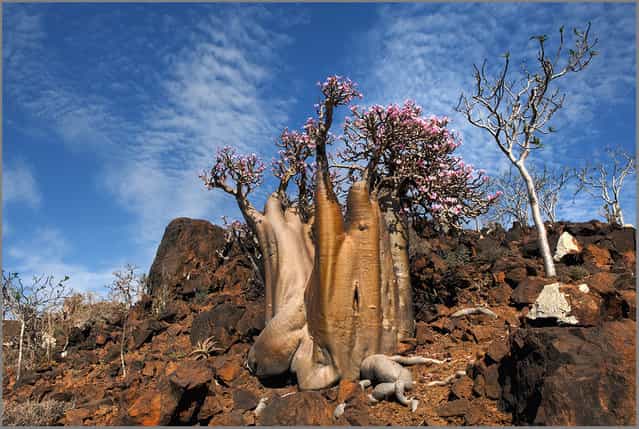 The Wonder Land of Socotra Yemen