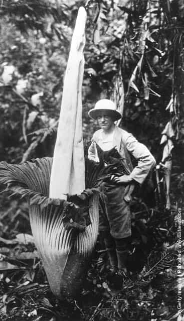 1940: Amorphophallus Titanum the worlds largest flower in full blossom