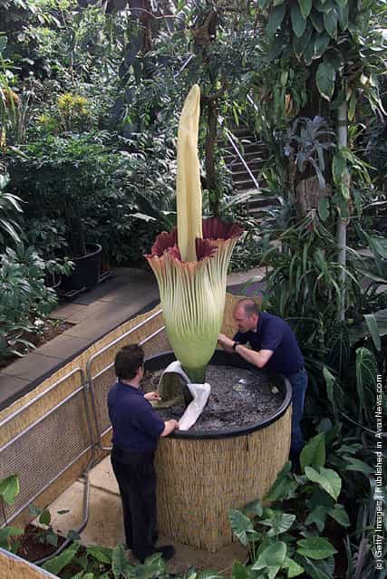 The worlds largest and most pungent flower known as Amorphophallus titanum or the Titan Arum