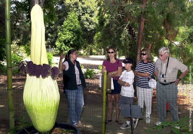 Intern Jennifer Drozd (L) shows visitors the worlds biggest and stinkiest flower at the Quail Botanical Gardens