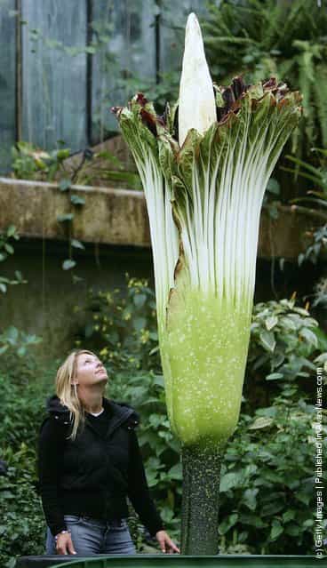 Kew Gardens employee Lauren Bird Royal examines the flowering of the Titan Arum lily at the Botanical Gardens
