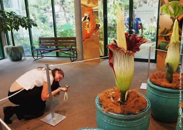  A visitor takes a picture of the Titan Arum (Amorphophallus titanum), also known as the Corpse Flower