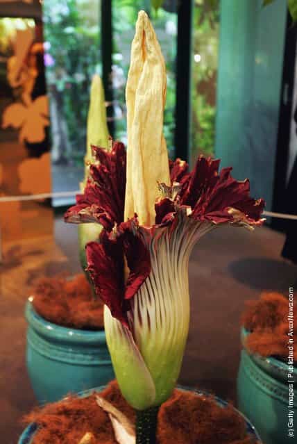 The Titan Arum (Amorphophallus titanum), also known as the Corpse Flower