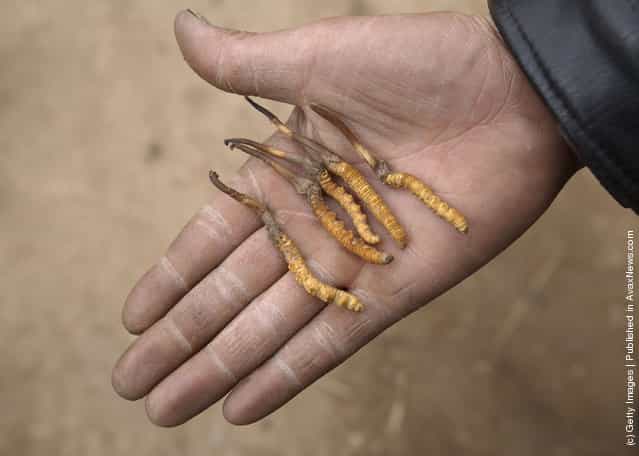 Chinese caterpillar fungus