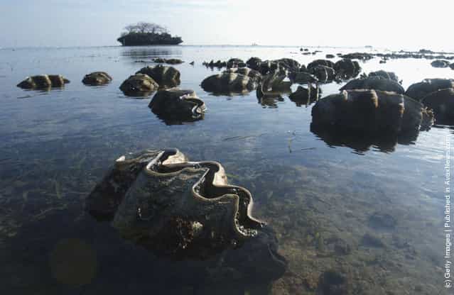Tridacna Gigas, or Giant Clams