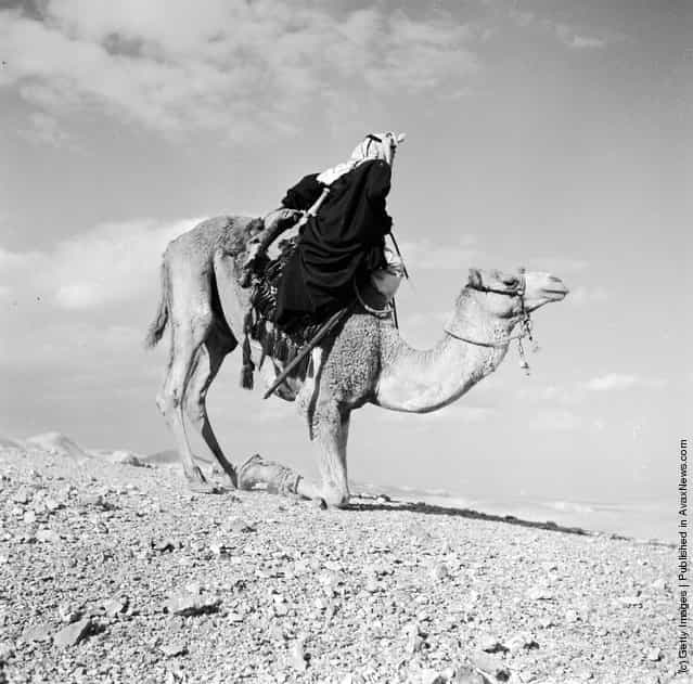 1950: A Bedouin in the process of dismounting a Camel which has knelt on its forelegs and is ready to buckle its hind legs