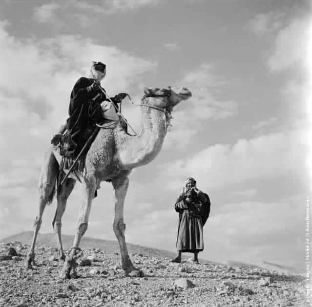 1950: Two male Bedouins in an Arabian desert with a camel which one of them sits on
