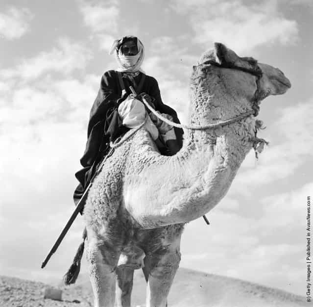 1950: A Bedouin sitting on a stationary camel in the Trans-Jordanian desert