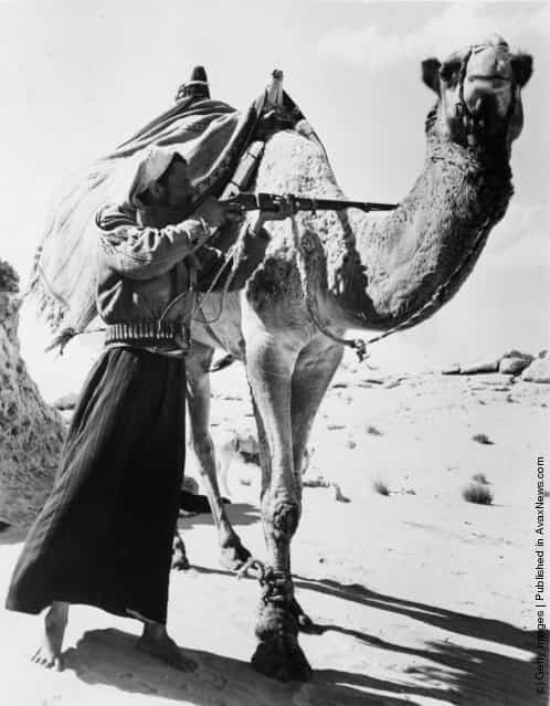 1955: A Bedouin rifleman hides behind his camel while he carefully takes aim in the Sahara desert