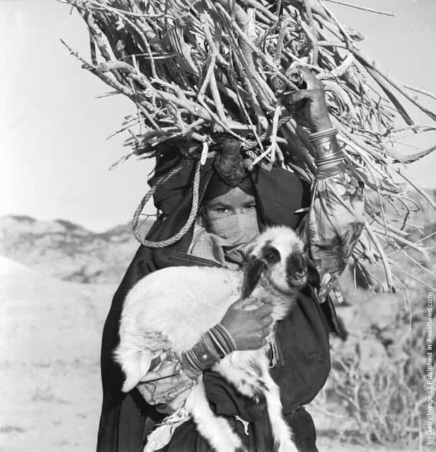 1966: A veiled Bedouin woman carrying a large bundle of sticks and a lamb in the Sinai Peninsula