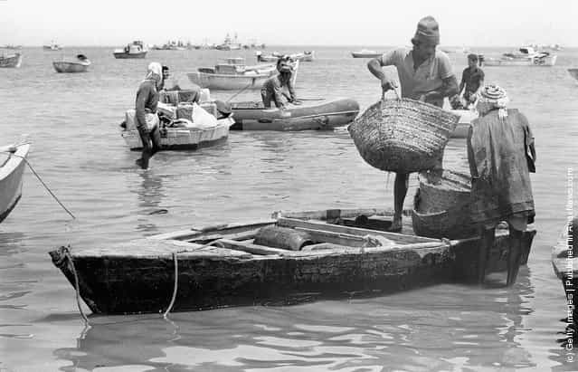 Bedouin Arab fishermen bring in their catch June 3, 1975 on Lake Bardawil