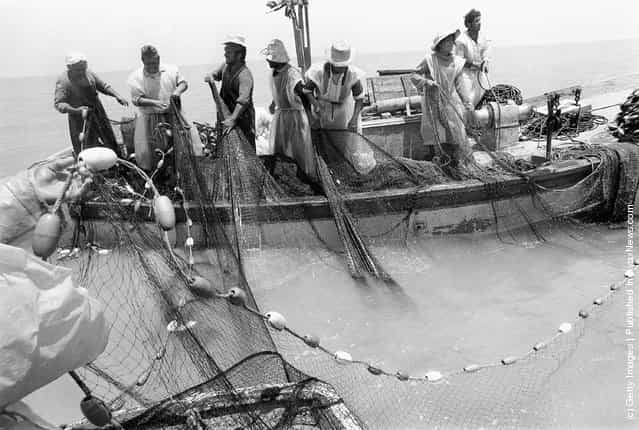 Bedouin Arab fishermen bring in their catch June 3, 1975 on Lake Bardawil near the Israeli settlement of Nahal Yam