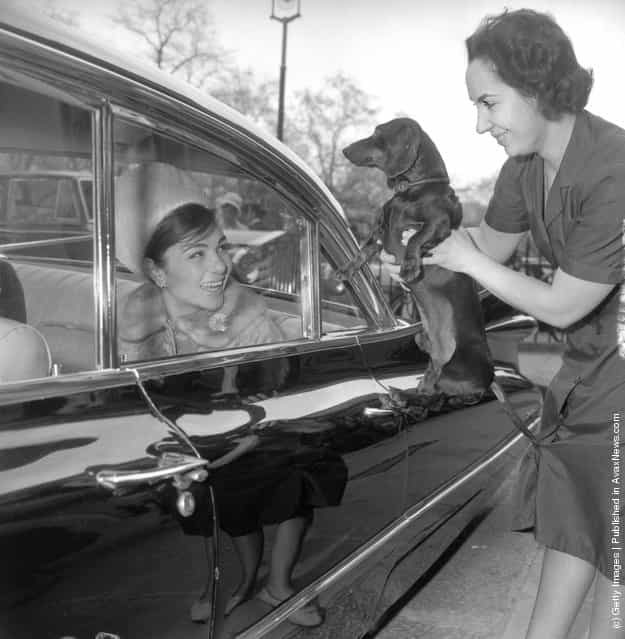 1962: A member of the Embassy staff holds Pune the dachshund to say goodbye to Queen Farah Diba of Iran who is leaving in a limousine