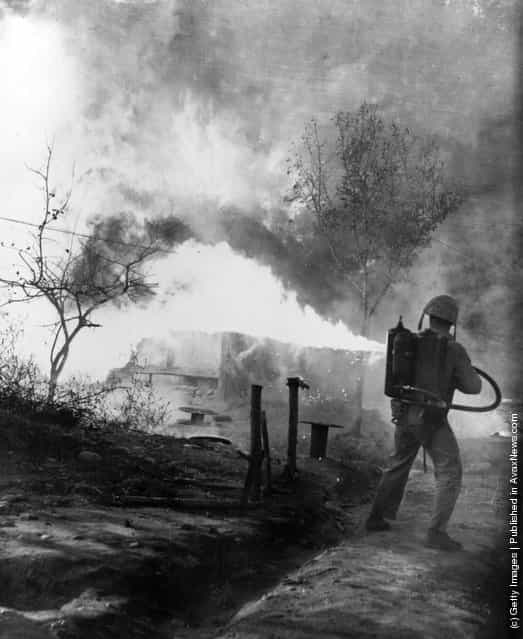 A US Marine (of the 1st Marine Division) uses a flame-thrower to burn out positions which could conceal North Korean snipers during the Korean War, 1952