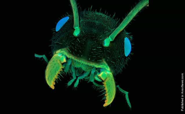 This image of an ant's head, viewed from the front (at 10X) took 11th place in the Nikon Small World Photomicrography Competition. The ant's autofluorescence was observed using confocal micrsocopy by Dr. Jan Michels of Christian-Albrechts-Universitat zu Kiel, in Kiel, Germany