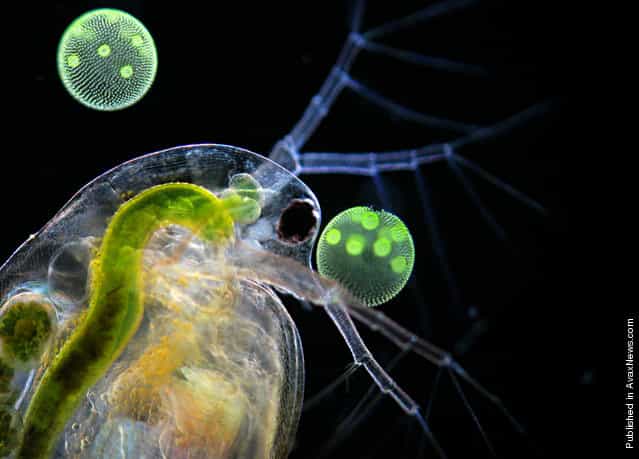 A water flea (Daphnia sp.) among green algae (Volvox sp.), an image by Dr. Ralf Wagner of Düsseldorf, Germany