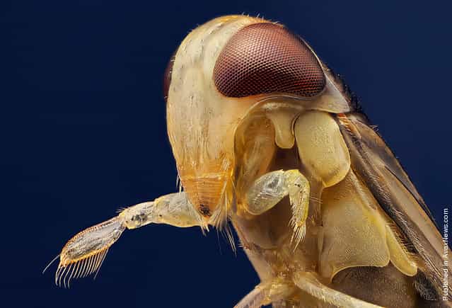 Charles Krebs from Issaquah, Washington brings us this portrait of a water boatman (Corixidae sp.), viewed in reflected light