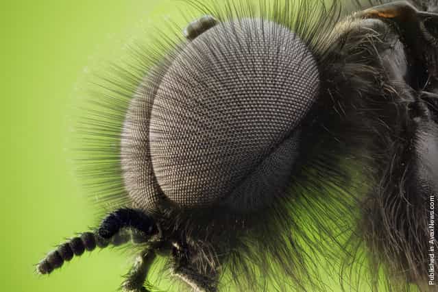 The double compound eyes of a male St. Mark's fly (Bibio marci), submitted by Dr. David Maitland from Feltwell, UK