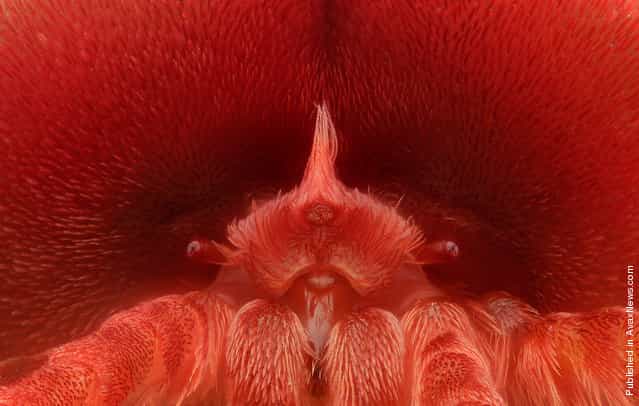A closeup view of a velvet mite (Eutrombidium rostratus) by Dr. David Maitland from Feltwell, UK