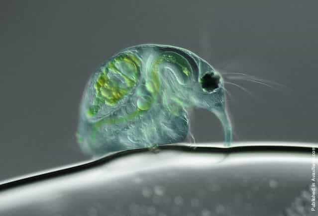 Taking 10th place is this 100x view of a freshwater water flea (Daphnia magna), submitted by Joan Röhl of the Institute for Biochemistry and Biology in Potsdam, Germany