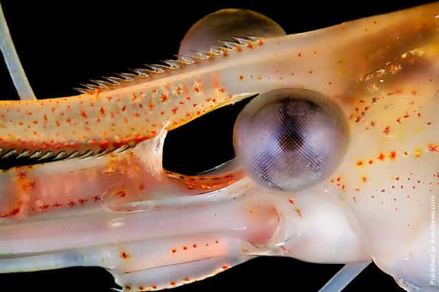 The head and eye of a freshwater shrimp, observed by Jose R. Almodovar of the Microscopy Center, Biology Department, UPR Mayaguez Campus, in Mayaguez, Puerto Rico