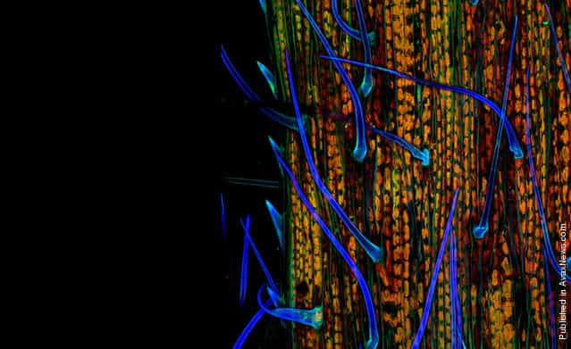 Winning 2nd place is this 200x autofluorescent view of a blade of grass by Dr. Donna Stolz of the University of Pittsburgh in Pittsburgh, Pennsylvania