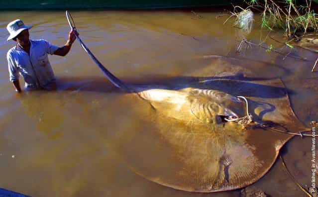 A fisherman in Cambodia holds up the tail of a giant freshwater stingray, which are rumored to grow to 1,000 pounds and approximately 20 feet in length. This specimen was caught in December 2002 and measured almost 14 feet in length. The giant freshwater stingray, which was only discovered 20 years ago, is just one of almost 1,000 species of fish that live in the Mekong, a hotspot for freshwater fish biodiversity, second only to the Amazon