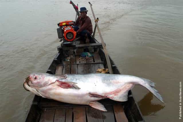 Among the fish populations that could be harmed by the Xayaburi dam in Laos is the critically endangered Mekong giant catfish, considered by the Guinness Book of World Records to be the world’s largest freshwater fish. The fish, which grows to 650 pounds and about 10 feet long, is only found in the Mekong River. It is migratory, moving between downstream habitats in Cambodia upstream to northern Thailand and Laos each year to spawn. Some experts fear the Xayaburi dam could block the migration and drive the giant catfish to extinction