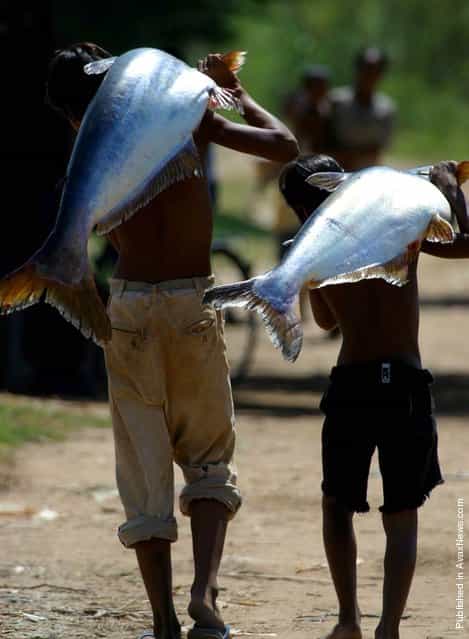 Two boys carry river catfish along the Tonle Sap River in Cambodia in 2002. Though once a staple food throughout its range, dams and heavy exploitation as a food source have driven river catfish to near extinction in the Chao Phraya River in Thailand and the Thai Mekong. Plans to dam the Mekong could disrupt the life cycle of river catfish, which is migratory and appears to rely on flow or water quality to facilitate migrations, cue spawning and aid in the dispersal of young fish