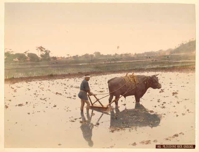 Ploughing Rice Ground