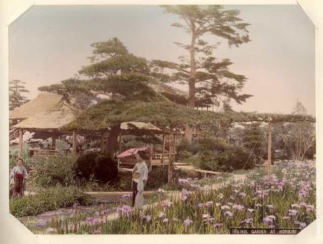 Iris Garden at Horikiri, Tokyo