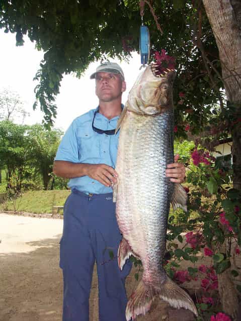 Hydrocynus goliath, also known as the goliath tigerfish, giant tigerfish or mbenga